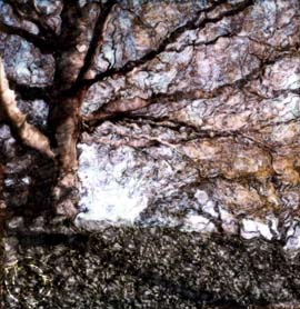 'Tree on Midvale Avenue' by Matthew Loeber - click for details