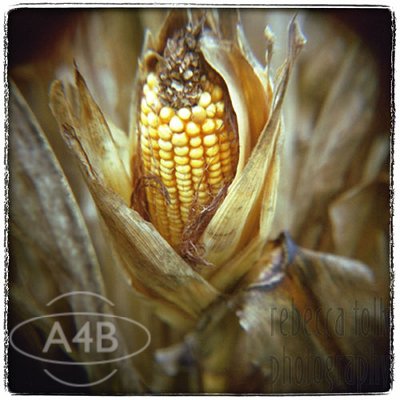 '05-10-04-12 Corn Cob' by Rebecca Tolk - click for details